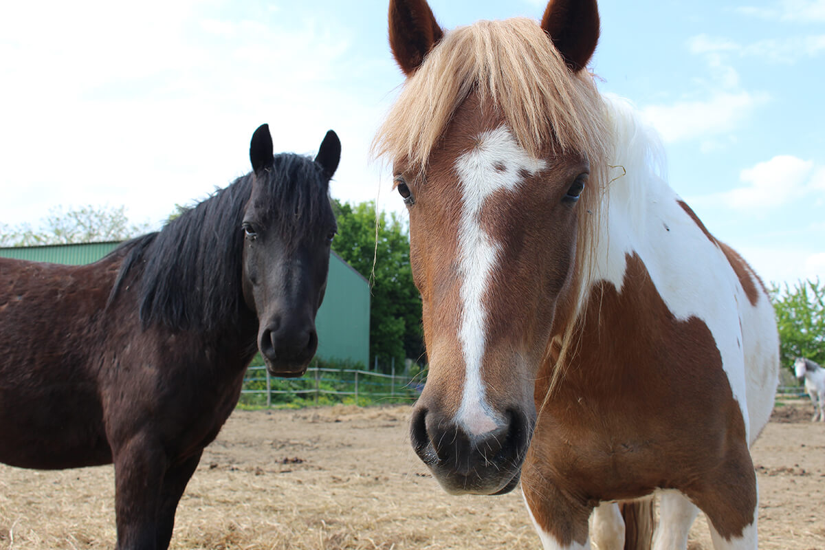 etablieres_centreequestre_actu_bienetre_equin-05