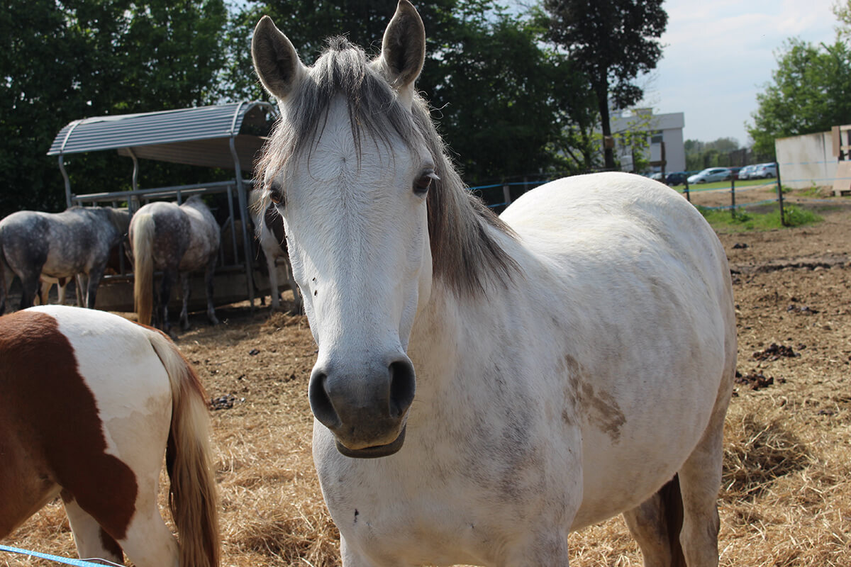 etablieres-centreequestre-actu-bienetre-equin-06