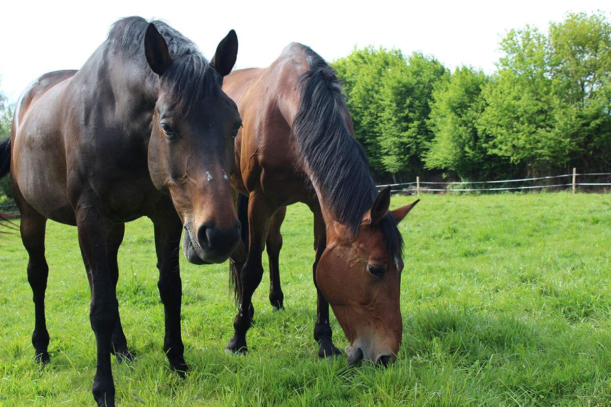 etablieres_centreequestre_actu_bienetre_equin-07