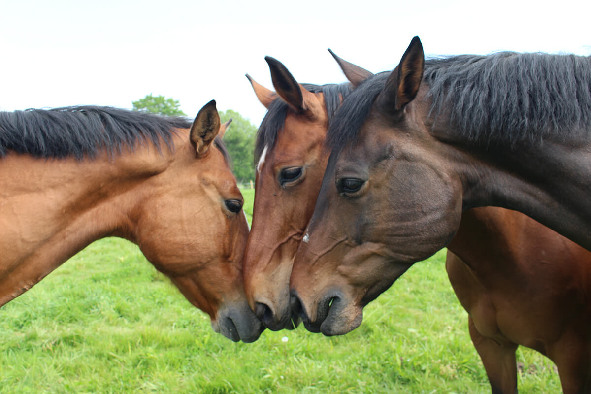 etablieres_centreequestre_actu_bienetre_equin-09