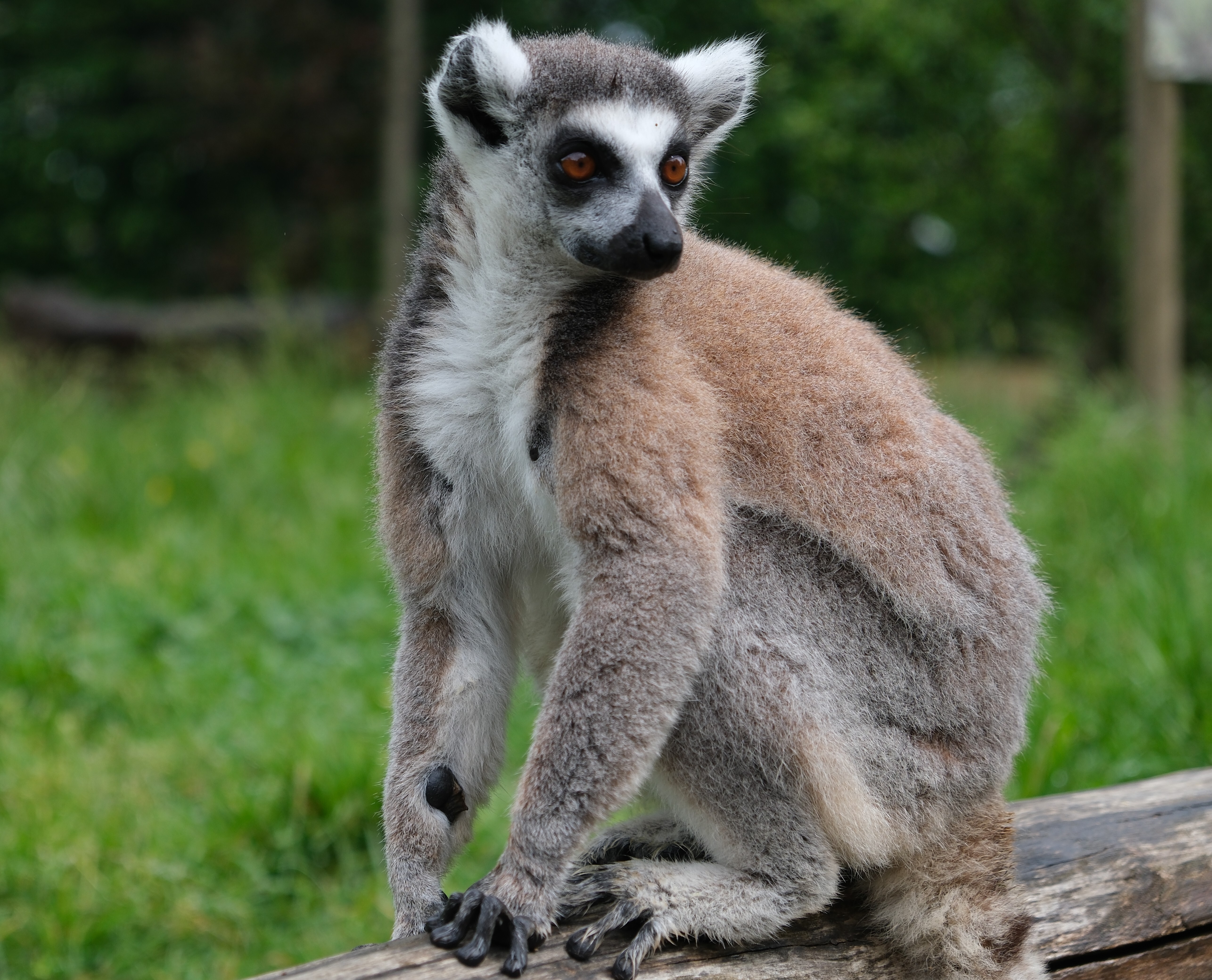 etablieres_formation_soigneuranimalier 6.JPG