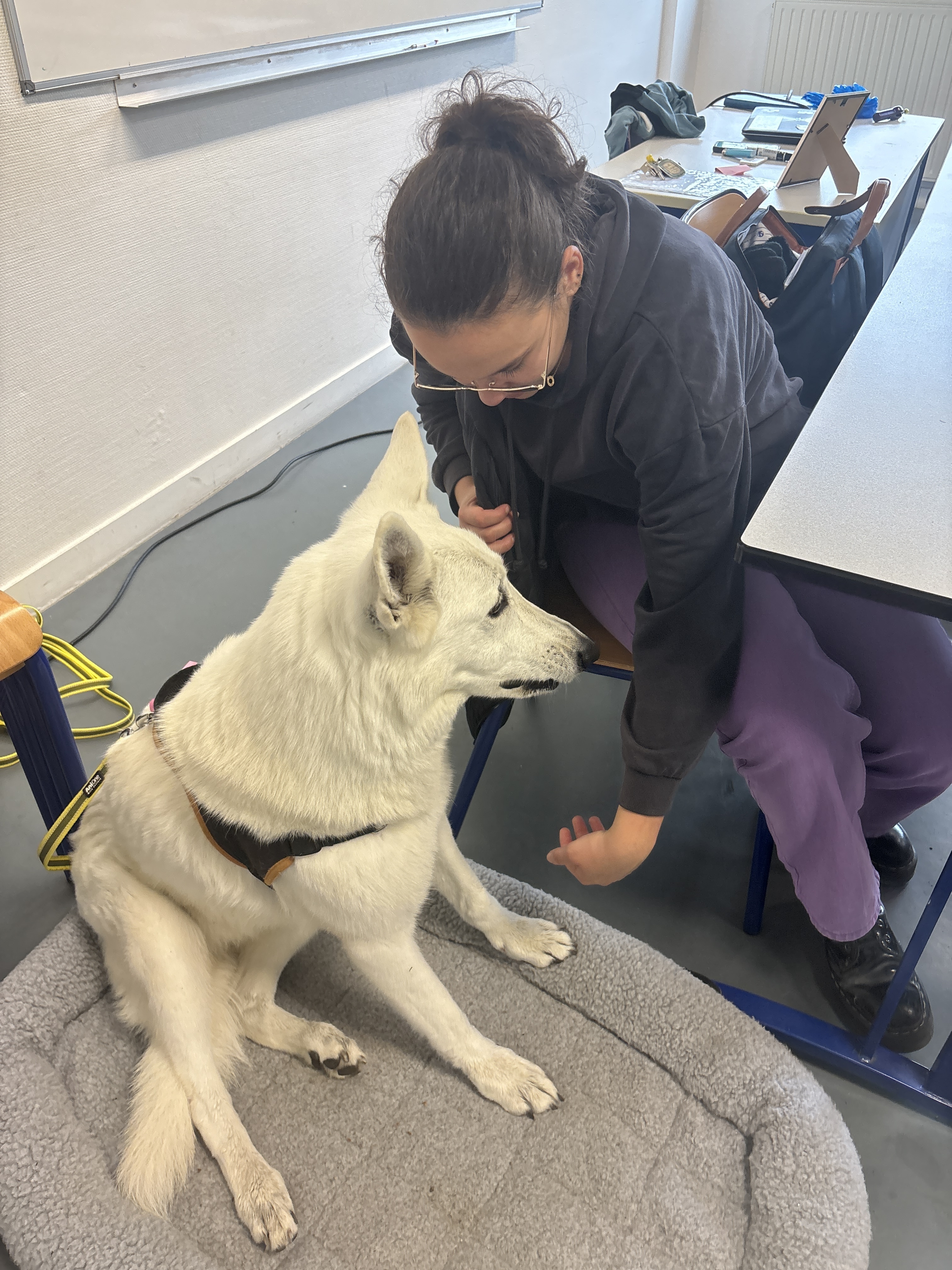 Formation éducateur canin montaigu