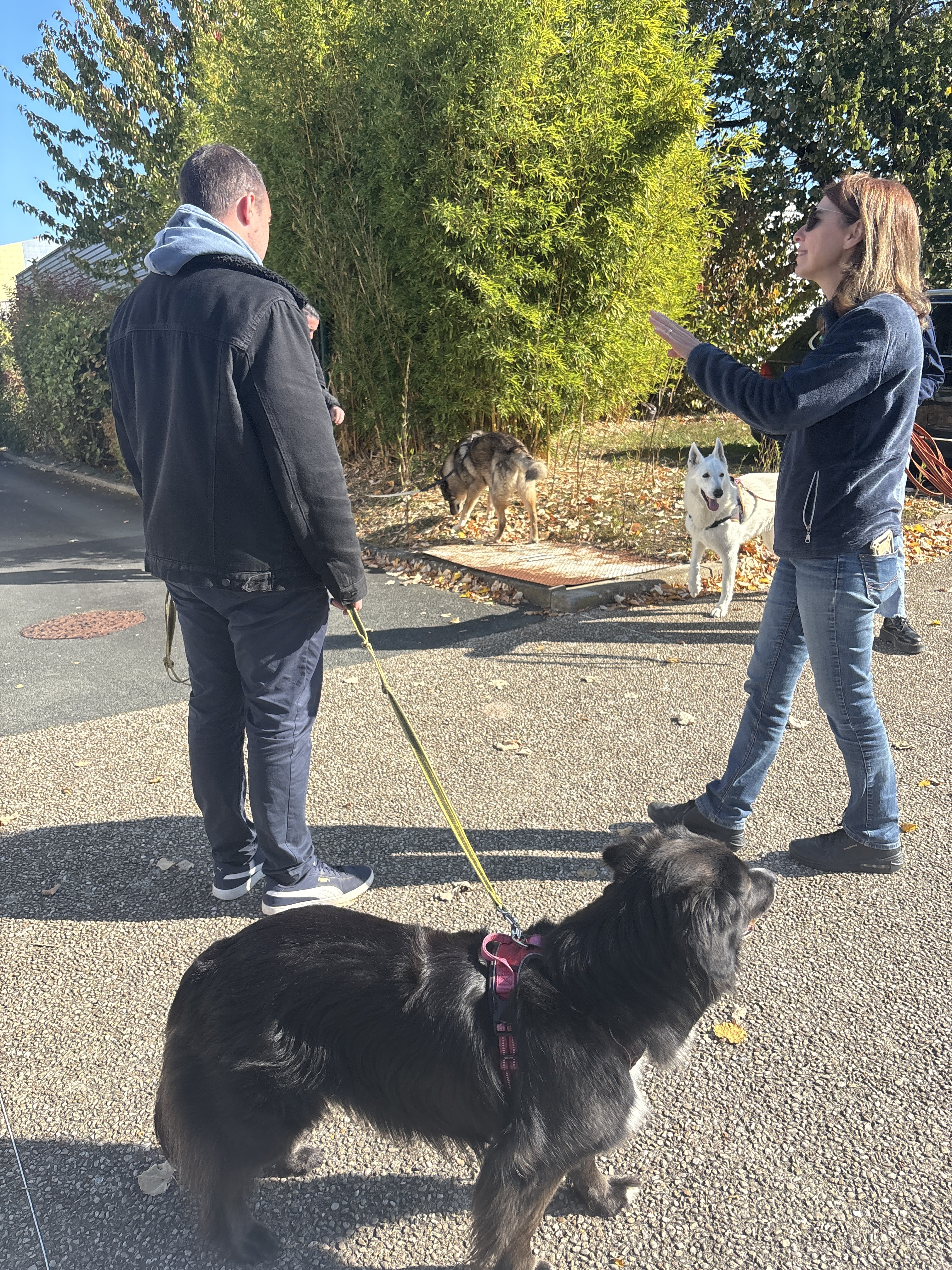 Formation éducateur canin sup santé animale