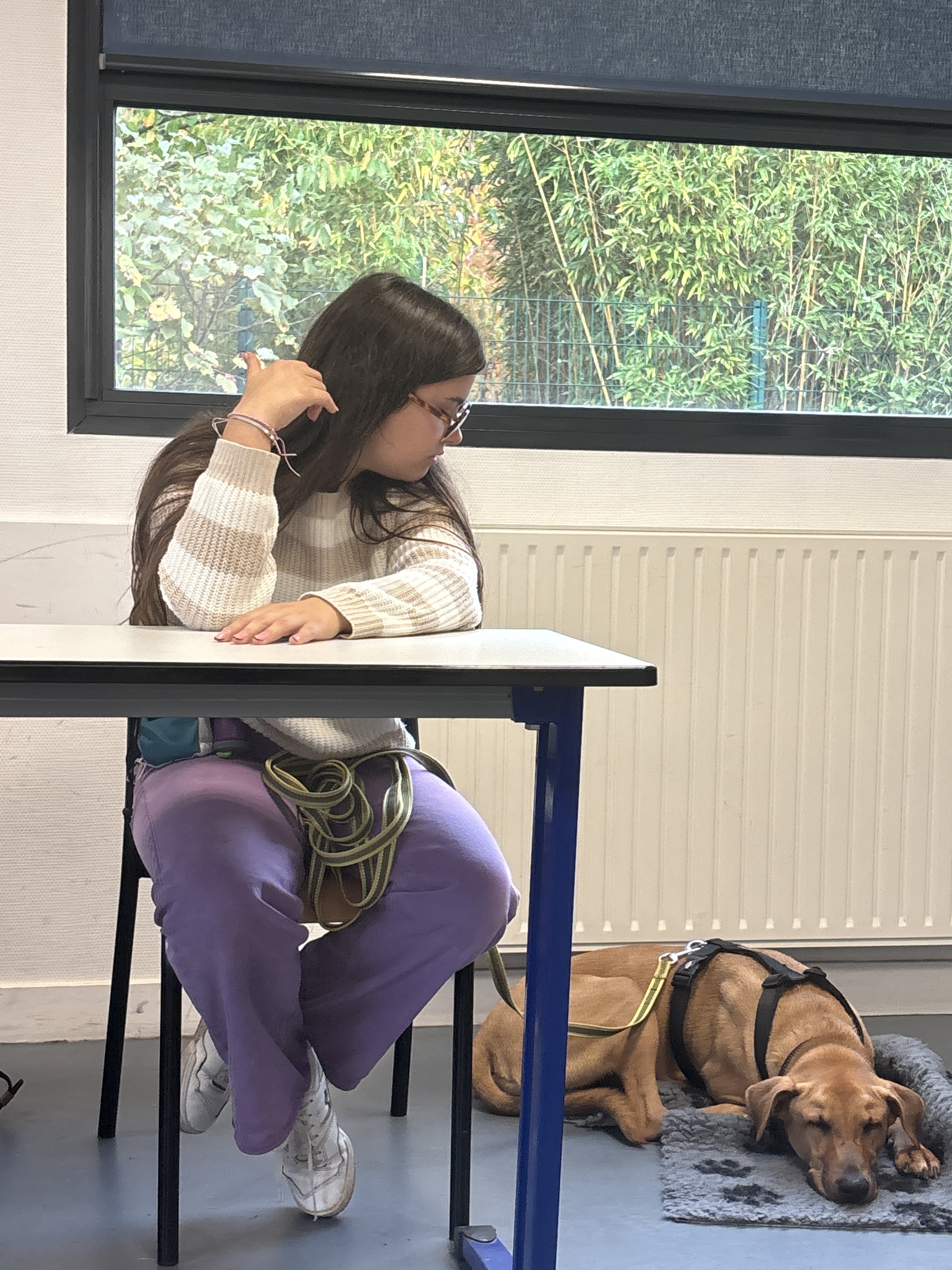 formation éducateur comportementaliste félin