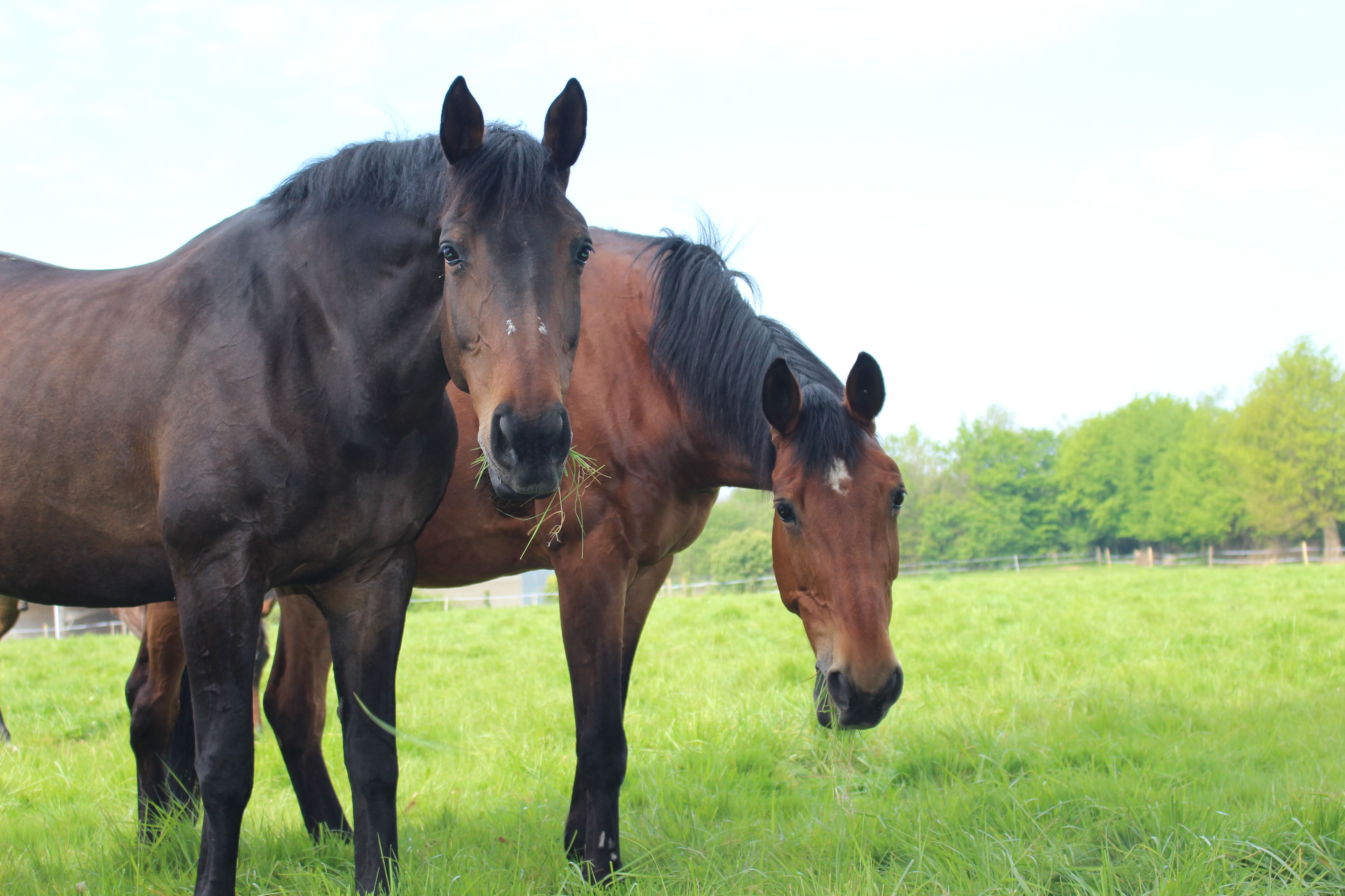 group-etablieres-accueil-centre-equestre