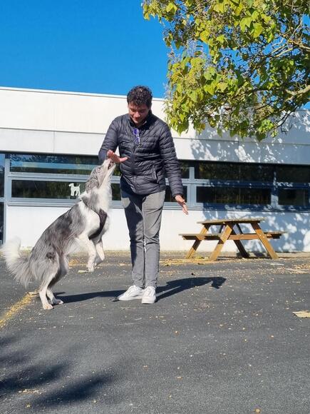 formation responsable en structure animalière montaigu