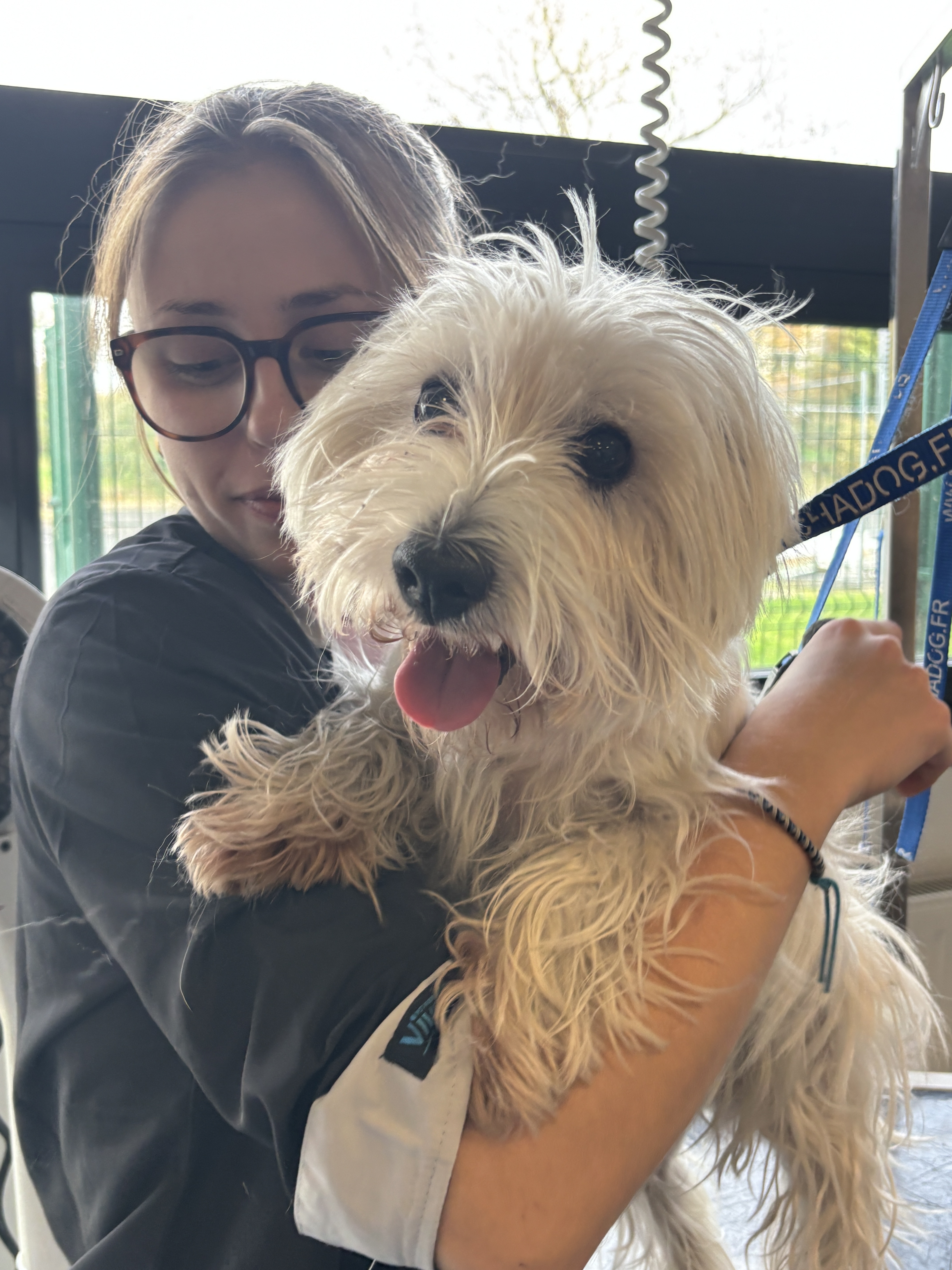 Toiletteur chien établières montaigu