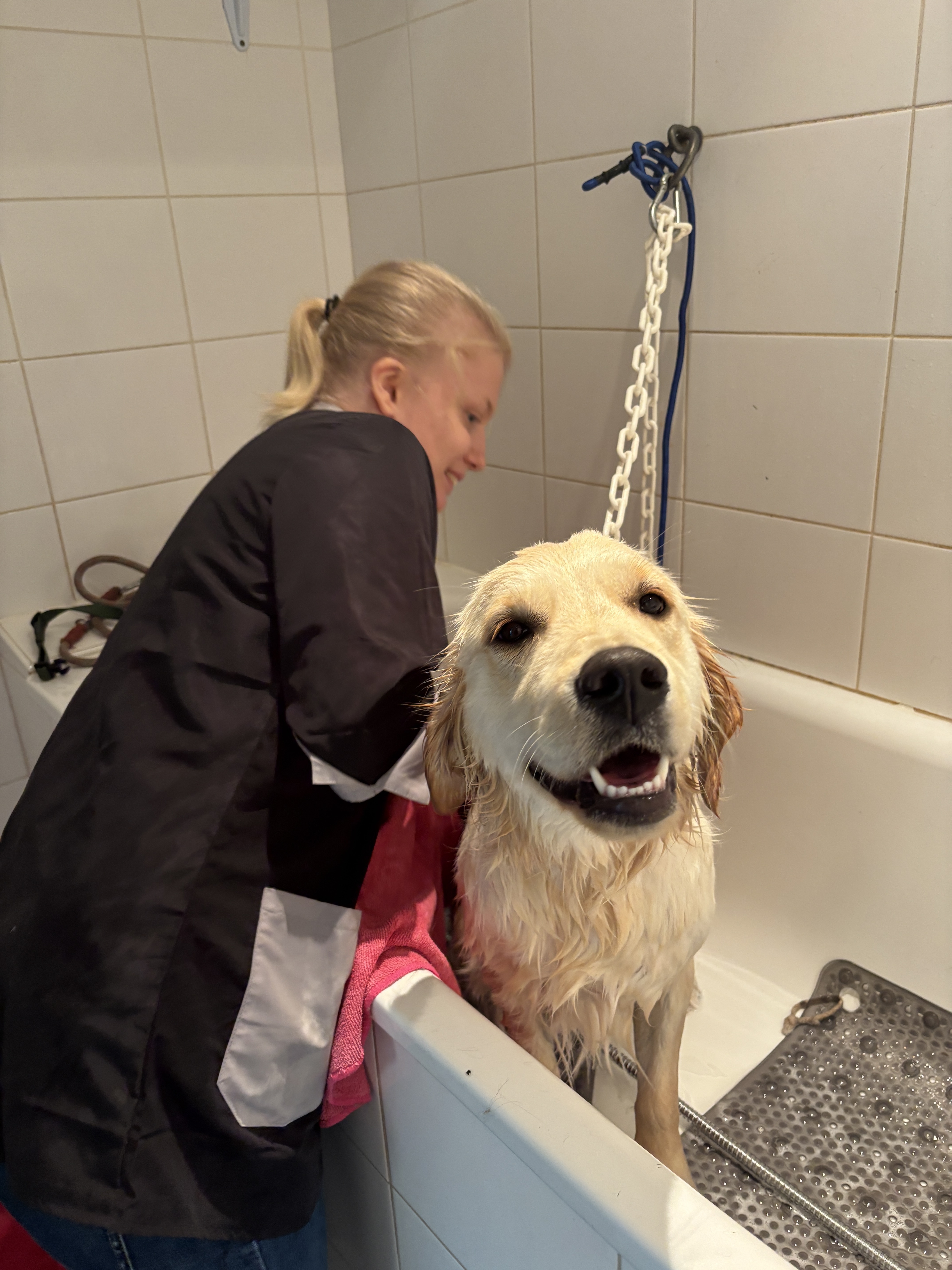 Toiletteur établières montaigu